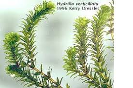 Image result for Hydrilla