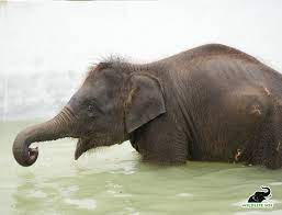 Wildlife SOS - Gajraj was the Elephant Hospital's very first patient. | Facebook