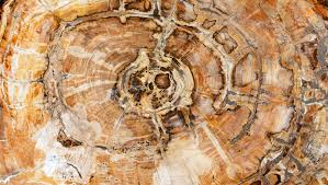 Maybe you would like to learn more about one of these? What Is Petrified Wood Discover Earth S Precious Gift Russell Zuhl