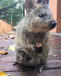 Rottnest Island Home Of The Cutest And The Most Photogenic Marsupial On The Planet The Quokka Rottnest Island Wa Quokka Animals Beautiful Baby Animals