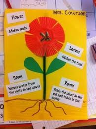 Parts Of A Plant Project Kindergarten Science Preschool Science Plant Projects