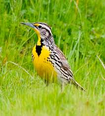 Image result for Passerina montana