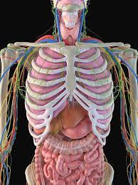 The rib cage is the arrangement of ribs attached to the vertebral column and sternum in the thorax of most vertebrates, that encloses and protects the vital organs such as the heart. Human Ribcage And Organs Photograph By Sciepro