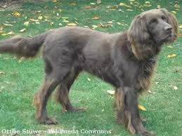 Image result for německý ohař dlouhosrstý