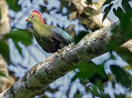 Image result for Turraea fischeri