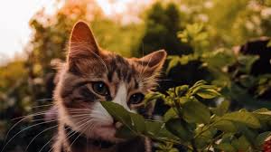More cute kitten photos and fluffy tabby kitty cat hd wallpapers are coming soon. Download 1366x768 Wallpaper Cute Baby Cat Feline Tablet Laptop 1366x768 Hd Image Background 24915