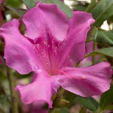 Take a look at why these reblooming azaleas offer more of what you love in the. Encore Azalea 1 Gal Autumn Royalty Encore Azalea Shrub With Magenta Purple Reblooming Flowers 80551 The Home Depot
