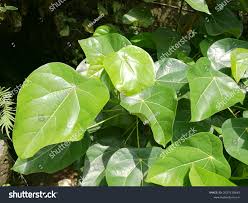 Image result for Hernandiaceae