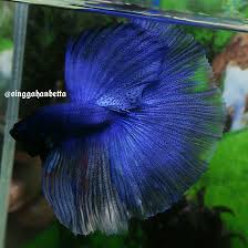 Fwbettashm1514477372 Huge Finnage Super Blue Seller Antongradiyanto Halfmoon Betta Betta Betta Fish
