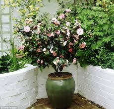 Pin On Apartment Garden