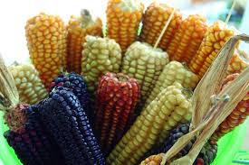 Guatemala, 23 de febrero de 1998. 13 De Agosto Dia Nacional Del Maiz Patrimonio Natural Y Cultural De Guatemala Conap