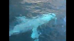 Pesca aragoste e si ritrova nella bocca di una balena: A Sorrento Avvistata Una Balena Grigia E Il Secondo Cetaceo In Quattro Mesi Nel Golfo Di Napoli