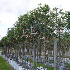 We did not find results for: Pleached Ornamental Pear Trees Pleached Pyrus Chanticleer