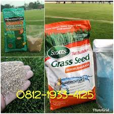 Jual tanaman rumput gajah mini untuk taman, termasuk tanaman ground cover alias penutup tanah, jadi rumput ini ditanam untuk menutupi areal kosong taman supaya tertutup rapi dengan tanaman.memilih tanaman ini menjadi pilihan yang bijak, karena rumput gajah tak hanya menutupi spot tanah kosong, namun juga warnanya yang hijau membuat mata melek, tinggi tak seberapa dan perawatannya juga sangat. Jual Rumput Gajah Mini Benih Rumput Gajah Mini Benih Rumput Gajah Mini Varigata Di Lapak Indo Grass Land Bukalapak
