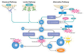 Image result for Complement Pathway