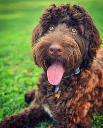 The australian labradoodle is the most amazing pet we have ever experienced! Poppins Australian Labradoodles