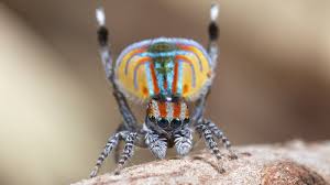 Two gorgeous new species of peacock spiders nicknamed skeletorus andsparklemuffin have been discovered in australia, according to a new report. Jurgen Otto And His Dancing Spiders