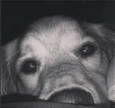 I raise quality golden retriever puppies, 25 years of experience. Heart Of Gold Kennel Home Facebook
