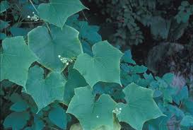 Image result for Sicyos