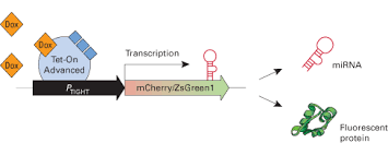 Tetracycline Inducible Mirna