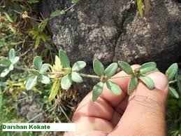 Image result for Blepharis integrifolia