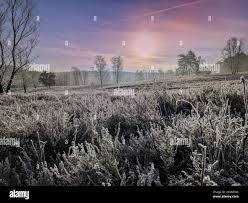 Broom heather hi-res stock photography and images