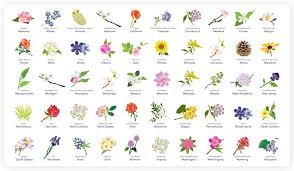 Maybe you would like to learn more about one of these? Books On The Meaning Of Flowers Google Search Flower Meanings Language Of Flowers List Of Flowers