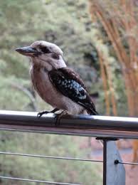 Bird That Sounds Like A Monkey Australia Trendy Australian Bird Tattoo Western Australia 30 Ideas Tattoo Bird Australian Birds Australian Animals Western Australia