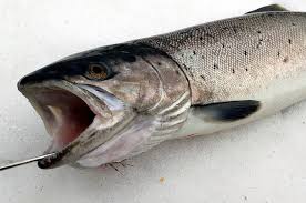 Pesci D Acqua Dolce Le Specie Piu Buone Da Mangiare Dissapore