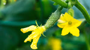 Image result for female flowers cucumber