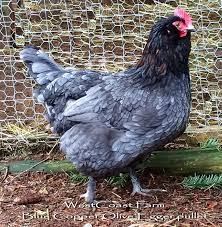 Pin By George Tottenham On Blue Chickens Olive Egger Chickens Beautiful Chickens