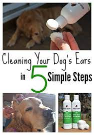 Brave Beagle Dog Ear Cleaner Review Dog Ear Cleaner Dog Ear Cleaning Dogs Ears