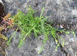 Image result for Erigeron canadensis