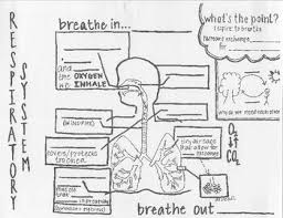 Quickly and easily find what the colors your favorite web page or any web page on the internet uses so you can incorporate them onto your page. Respiratory System Coloring Worksheets Teaching Resources Tpt