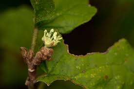 Image result for Croton madandensis