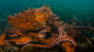 9 Giant Pacific Octopus Facts That Will ...