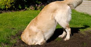 Pets And Your Lawn Lawn Solutions Australia