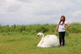 Check spelling or type a new query. Large White Swan Statue