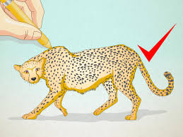 Cheetah drawing handprinted cheetah vintage cheetah cheetah sketch fast cheetah cheetah drawing cheetah illustration cheetah sitting cheetah vector cheetah. How To Draw A Cheetah 13 Steps With Pictures Wikihow