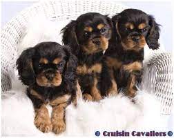 Black Tan Cavalier Puppies 2 King Charles Cavalier Spaniel Puppy King Charles Dog Cavalier King Charles