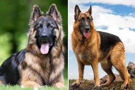 4 german sheppard puppies left. Is The King Shepherd Or German Shepherd The Right Dog Breed For You Anything German Shepherd