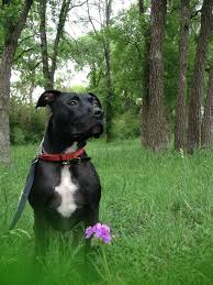 Doggyloot Discover New Products For Your Dog Black Pitbull Pitbull Dog Pitbulls