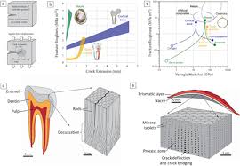The Fracture Mechanics Of Biological And Bioinspired Materials