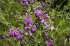 Image result for Polygala virgata