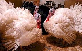 9 tips to avoid thanksgiving weight gain. Growing Poults At Home Useful Tips For Beginners Poultry Farming