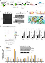 Genome Wide Identification Of Dna Pkcs Associated Rnas By