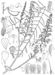 Image result for Gelrebia glandulosopedicellata