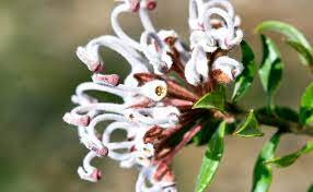 Check spelling or type a new query. Australian Native Birthflower For August Burke S Backyard
