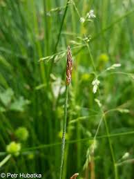 Image result for Eleocharis limosa