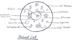 123 things big & jumbo coloring book: How To Draw Animal Cell Step By Step Biology Diagram Animal Cell Diagram Youtube